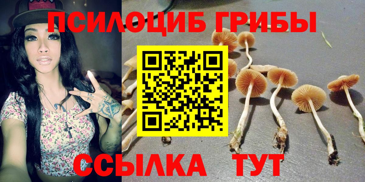 Псилоцибиновые грибы Psilocybine cubensis Сланцы
